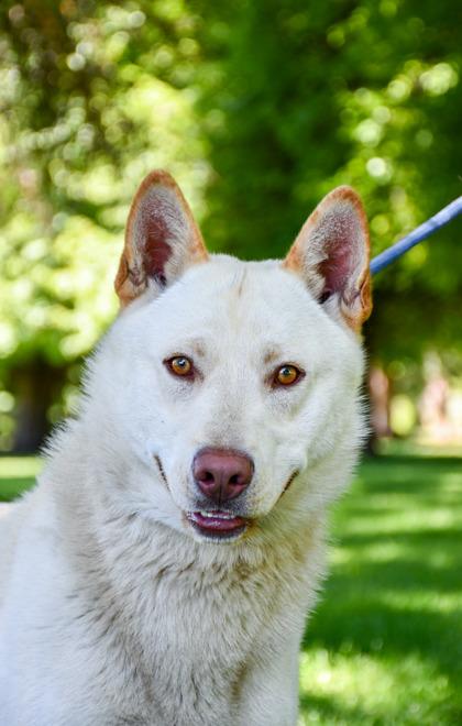 Buddy, a Adoptable mixed breed in Yakima, WA image 3/3