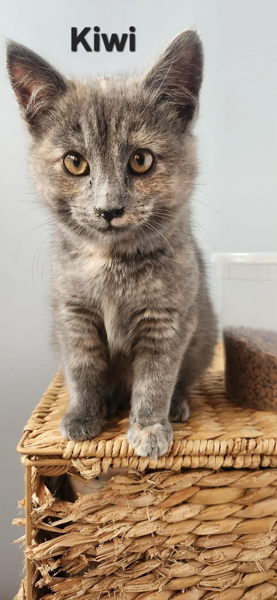 Enlarge Kiwi (female) & Eclipse (male), an adopted Domestic Short Hair in Chicopee, MA image 2/3