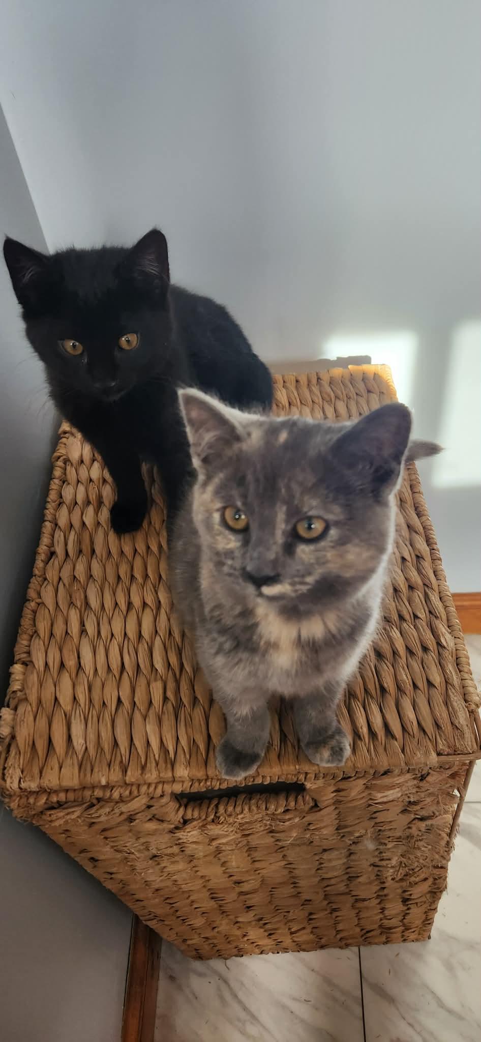 Enlarge Kiwi (female) & Eclipse (male), an adopted Domestic Short Hair in Chicopee, MA image 1/3