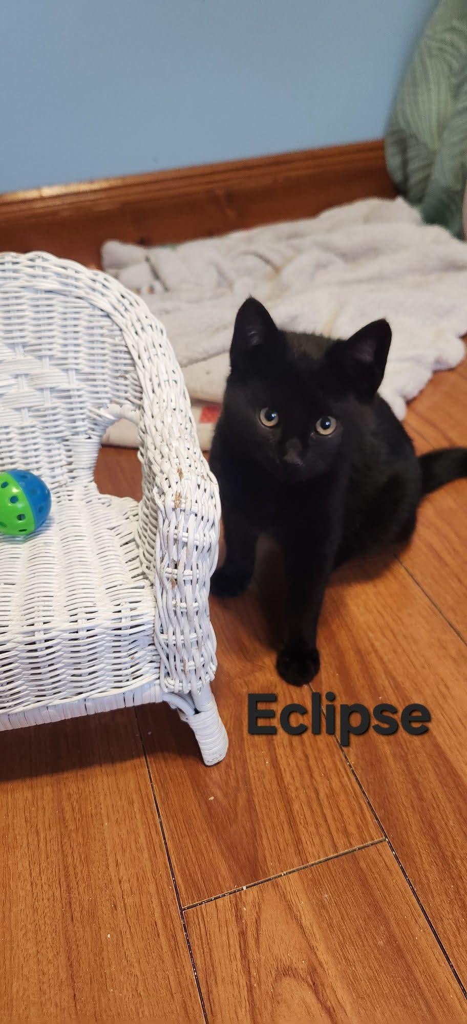 Enlarge Kiwi (female) & Eclipse (male), an adopted Domestic Short Hair in Chicopee, MA image 3/3