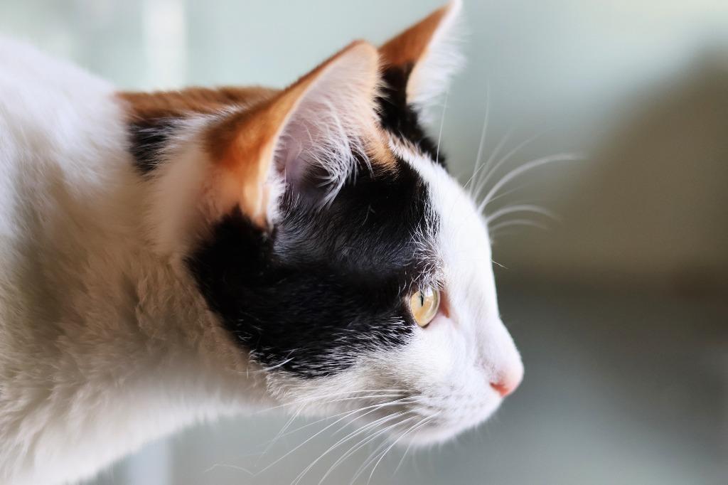 Enlarge Scotch Bonnet, a Adoptable mixed breed in Hot Springs, AR image 1/3