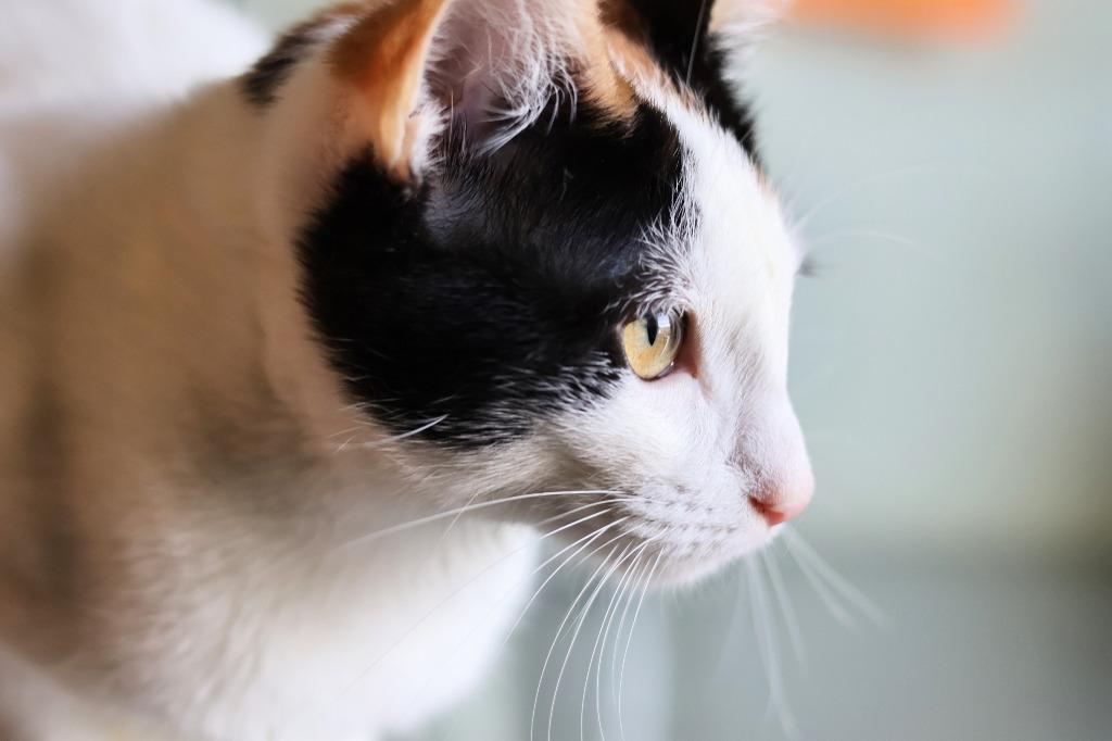 Enlarge Scotch Bonnet, a Adoptable mixed breed in Hot Springs, AR image 2/3