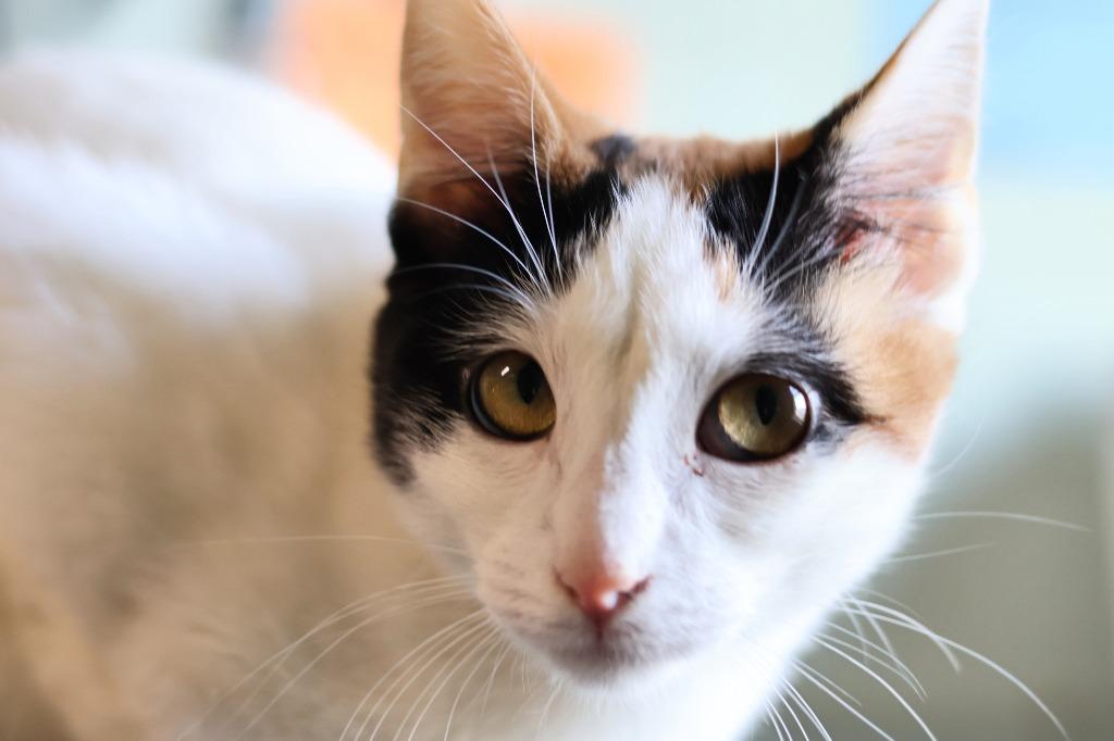 Enlarge Scotch Bonnet, a Adoptable mixed breed in Hot Springs, AR image 3/3