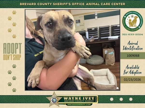 Crinkle, Adoptable, Young Male Mixed Breed.