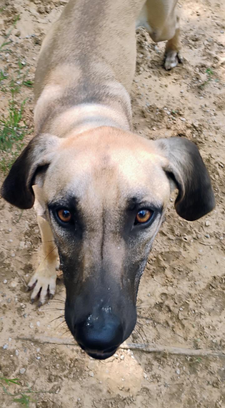 MEADOW, a ADOPTABLE mixed breed in Saint Jo, TX image 2/3