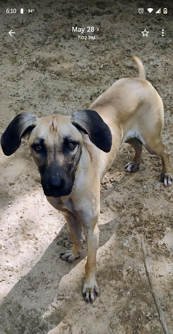 MEADOW, a ADOPTABLE mixed breed in Saint Jo, TX image 1/3