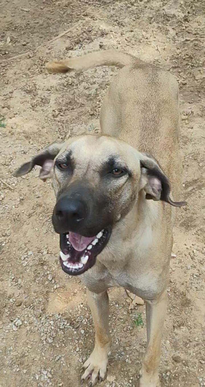 MEADOW, a ADOPTABLE mixed breed in Saint Jo, TX image 3/3