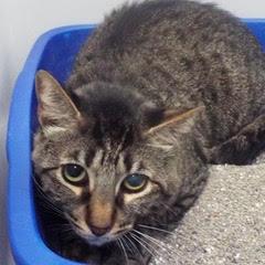 Willow--Available with Vet Care Support for Life!