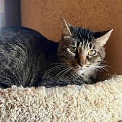 Willow--Available with Vet Care Support for Life!