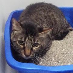 Willow--Available with Vet Care Support for Life!