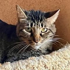 Willow--Available with Vet Care Support for Life!