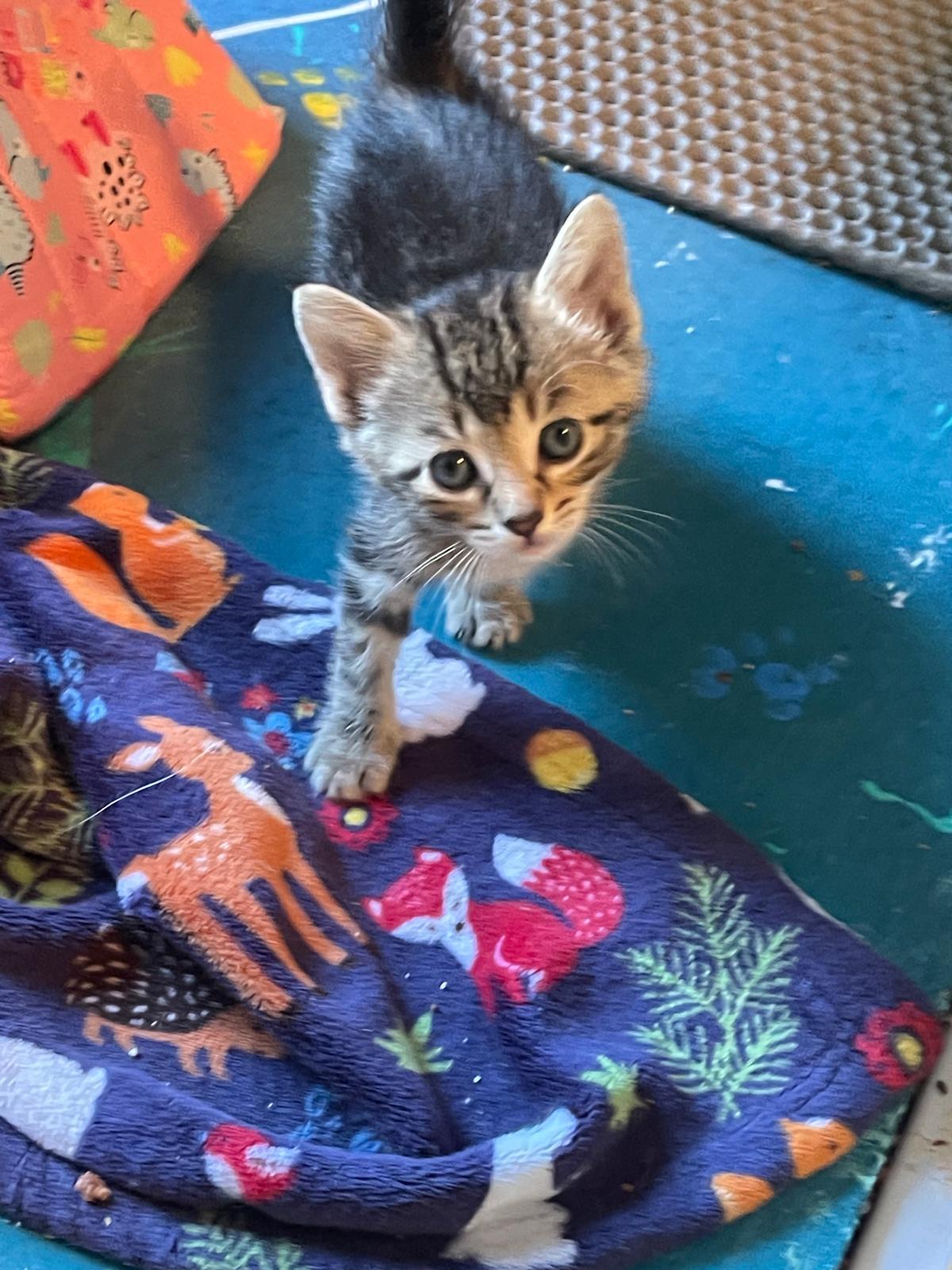 Puma, Adoptable, Kitten Female Tabby.