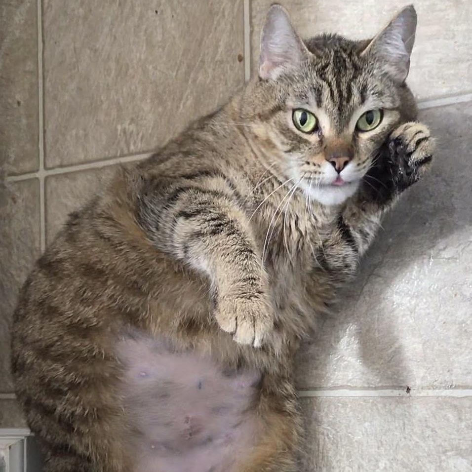 Tonya, ADOPTABLE, Adult Female Tabby & Domestic Short Hair.