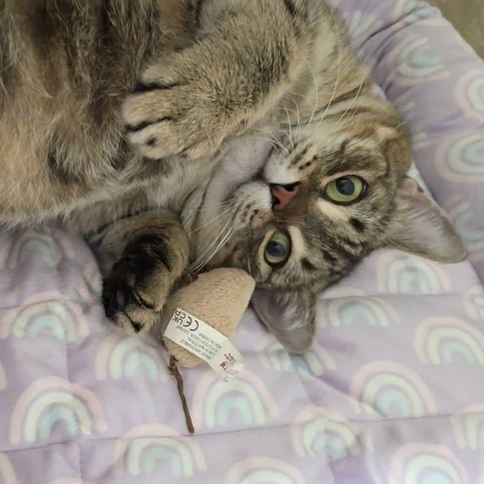 Tonya, a ADOPTABLE mixed breed in Gladstone, OR image 2/4