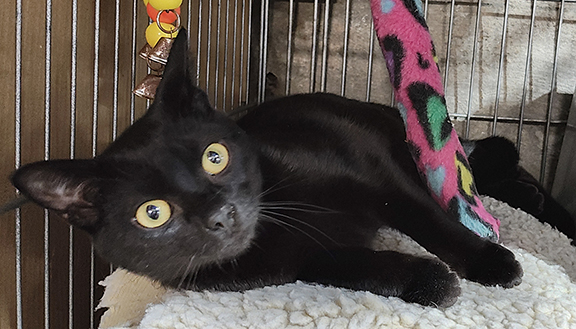 Sterling Kitten, an adoptable Domestic Short Hair in Lisbon, CT_image-1