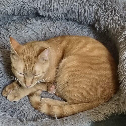 Mellow, Adoptable, Kitten Male Domestic Short Hair.