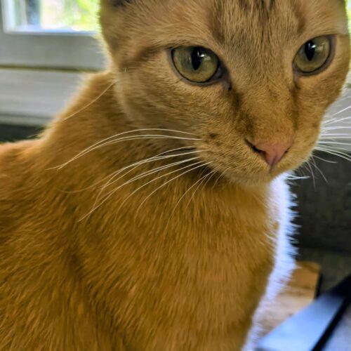 Enlarge Mellow, a Adoptable Domestic Short Hair in Newton, NC image 2/3