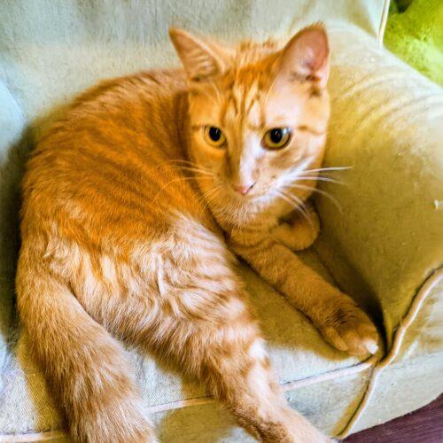 Enlarge Mellow, a Adoptable Domestic Short Hair in Newton, NC image 3/3