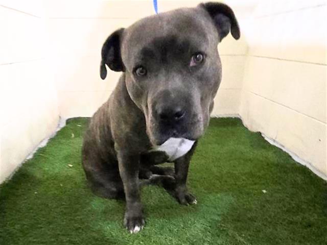 Enlarge A1260213, a Adoptable mixed breed in Winter Haven, FL image 1/1