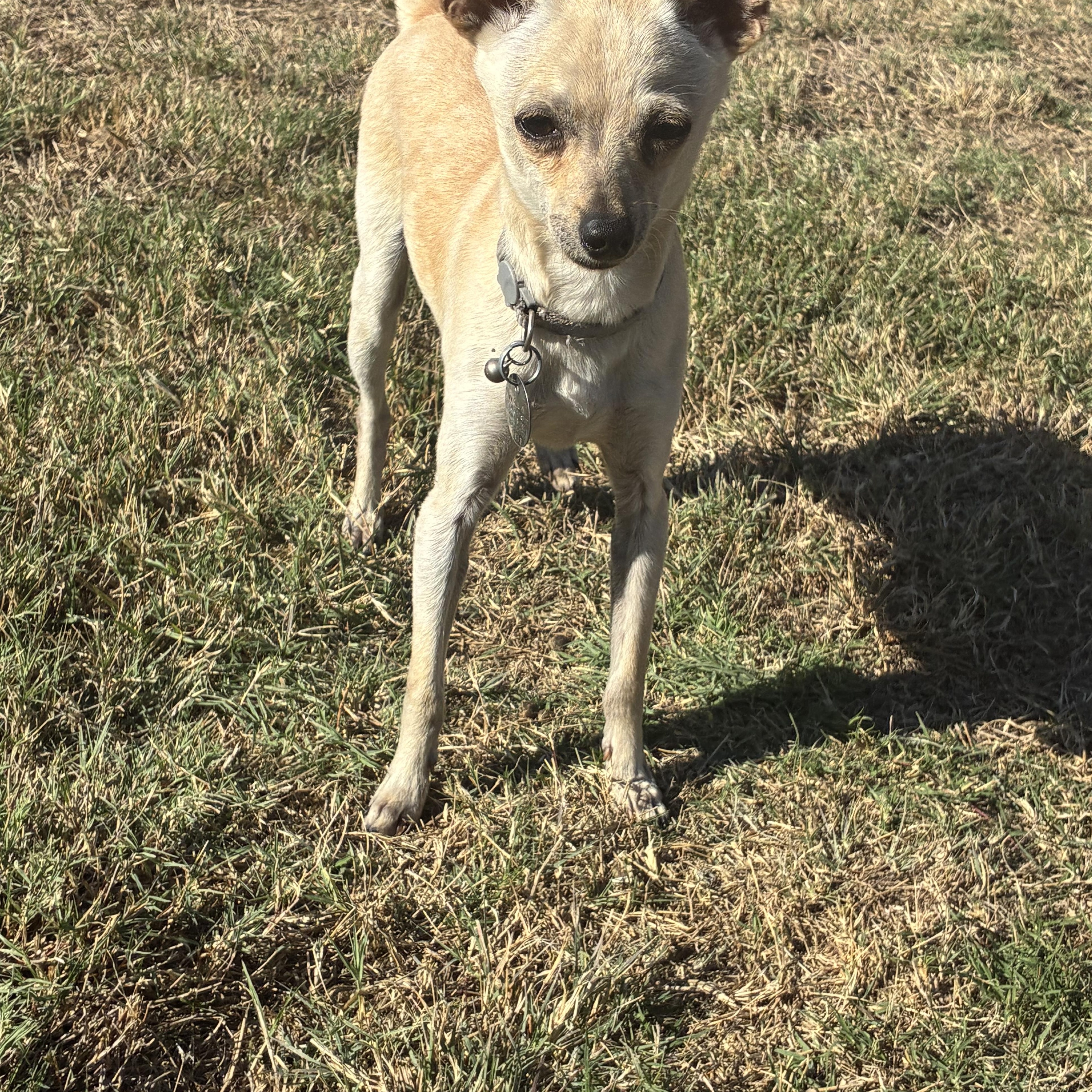 Chopper, Adoptable, Young Male Chihuahua.