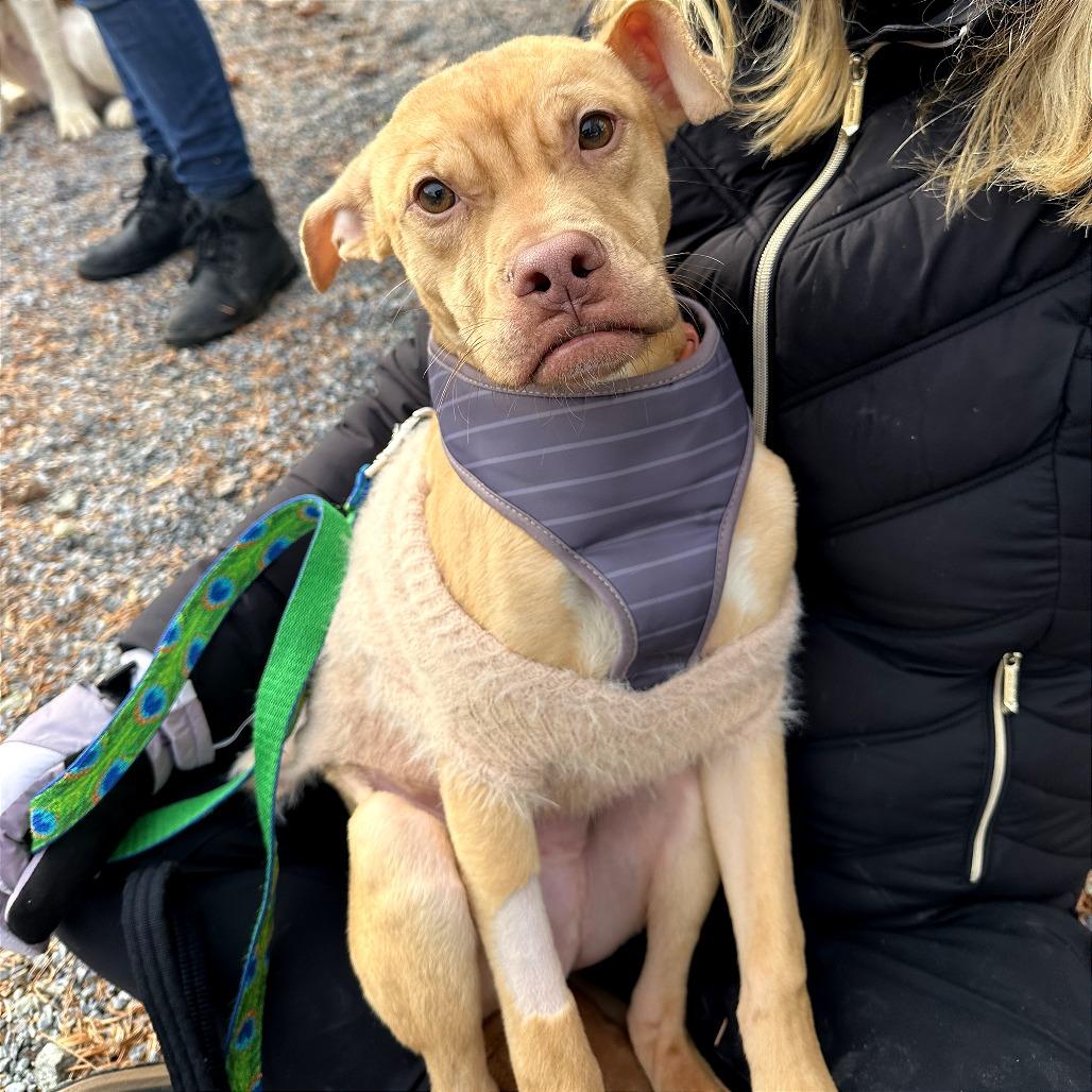 Cody, a Adoptable mixed breed in West Chester, PA image 2/4