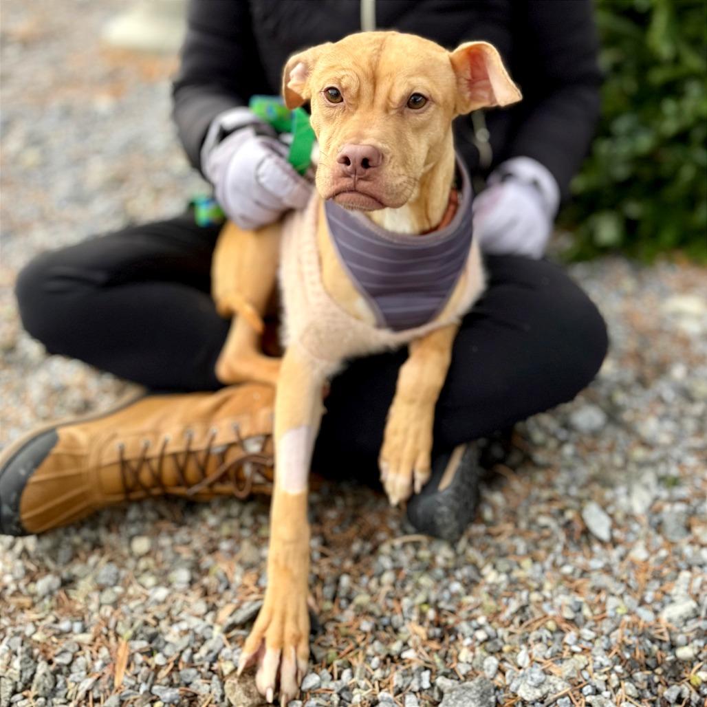 Cody, a Adoptable mixed breed in West Chester, PA image 4/4