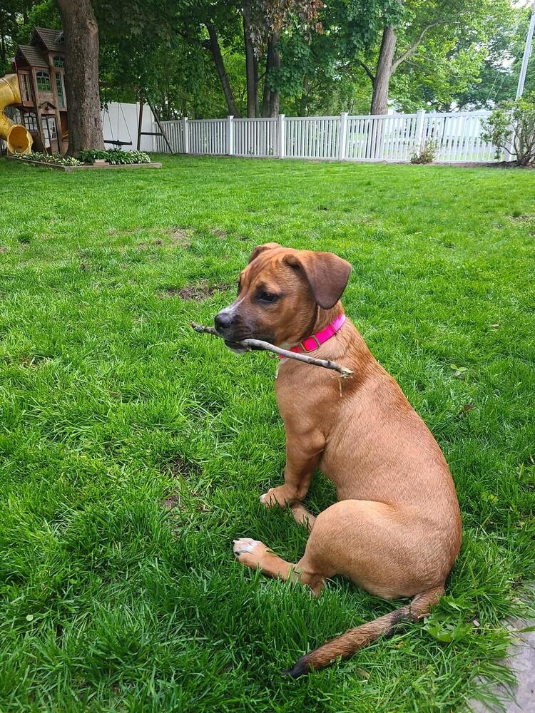 Maggie Jean, a Adoptable mixed breed in Saugus, MA image 1/6