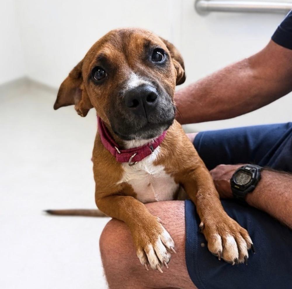Maggie Jean, a Adoptable mixed breed in Saugus, MA image 4/6