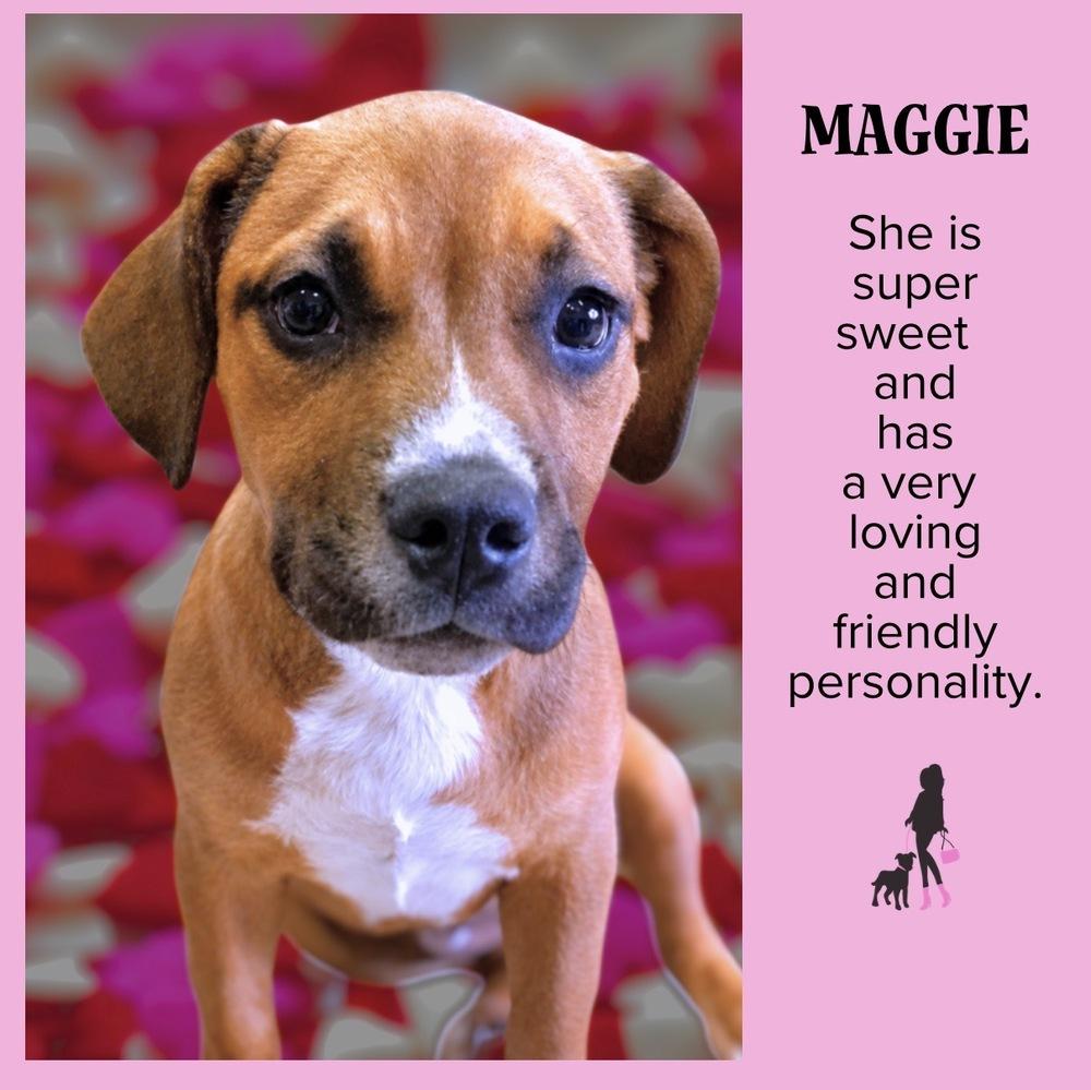 Maggie Jean, a Adoptable mixed breed in Saugus, MA image 5/6