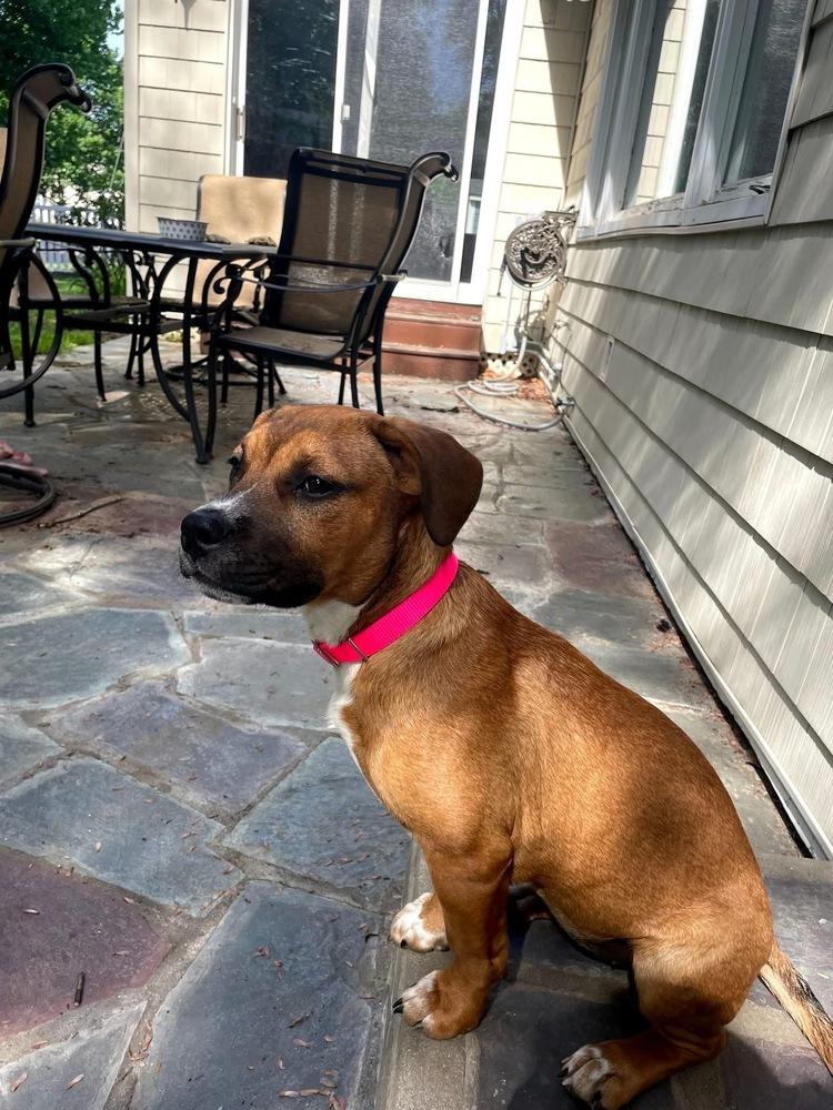 Maggie Jean, a Adoptable mixed breed in Saugus, MA image 6/6
