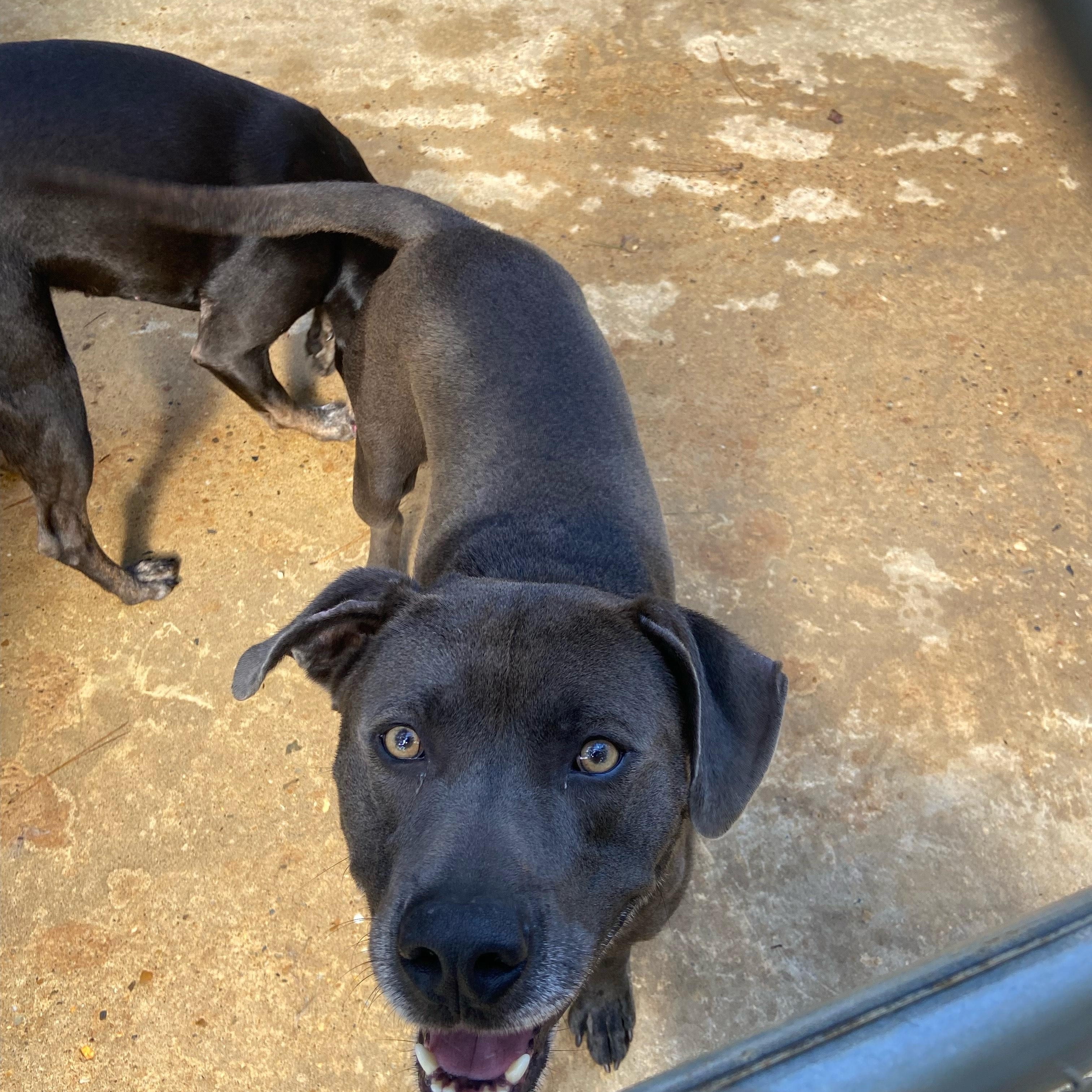 Enlarge Batman, a ADOPTABLE mixed breed in Ruston, LA image 2/3