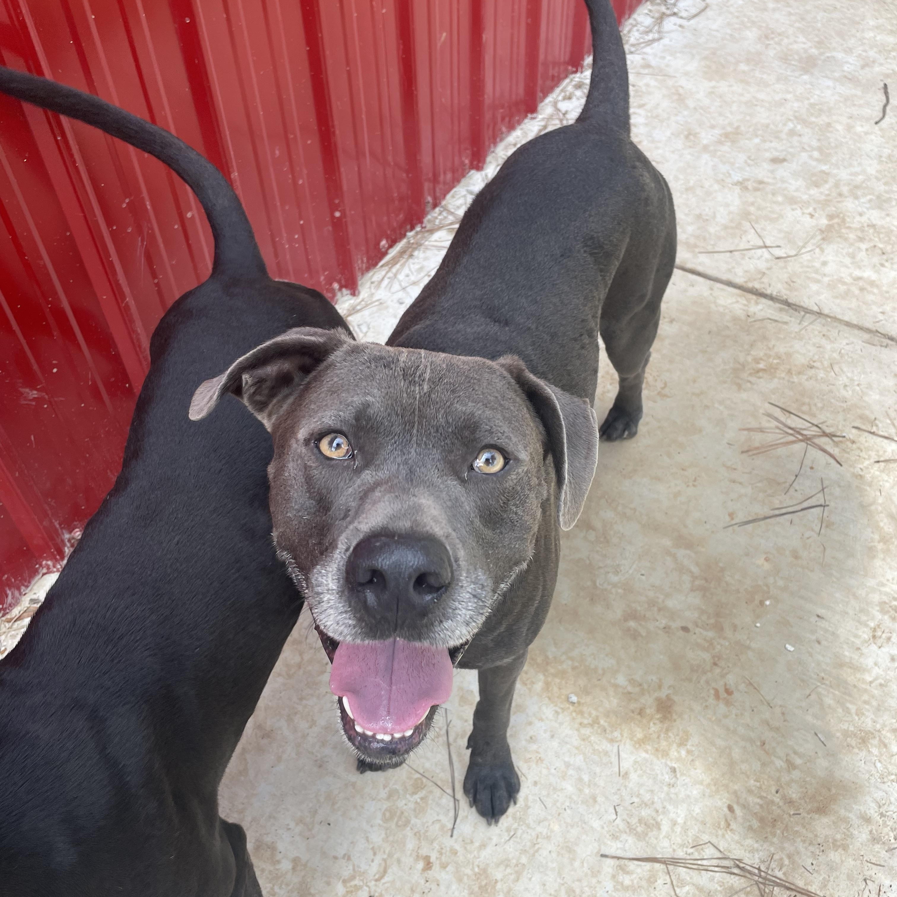 Batman, ADOPTABLE, Adult Male Pit Bull Terrier & American Bulldog.