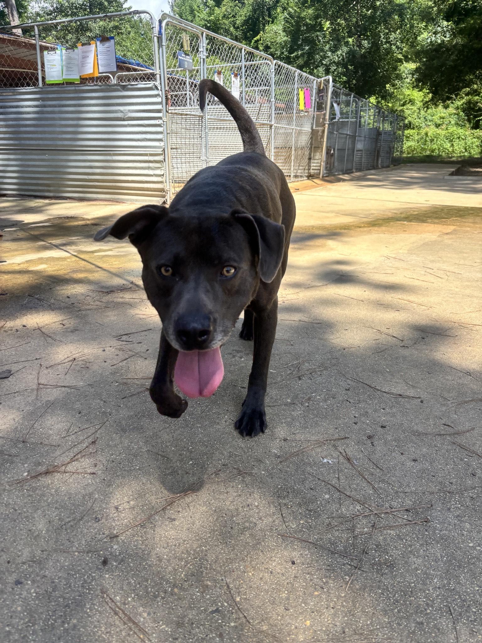 Enlarge Batman, a ADOPTABLE mixed breed in Ruston, LA image 3/3