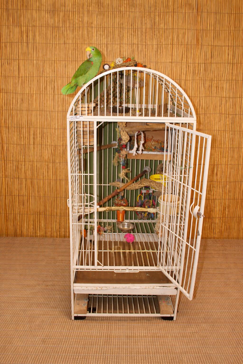 Enlarge Oliver Loves Eddie - 1 of 2 Amazons- View Eddies posting, a ADOPTABLE Amazon in Vancouver, WA image 5/6