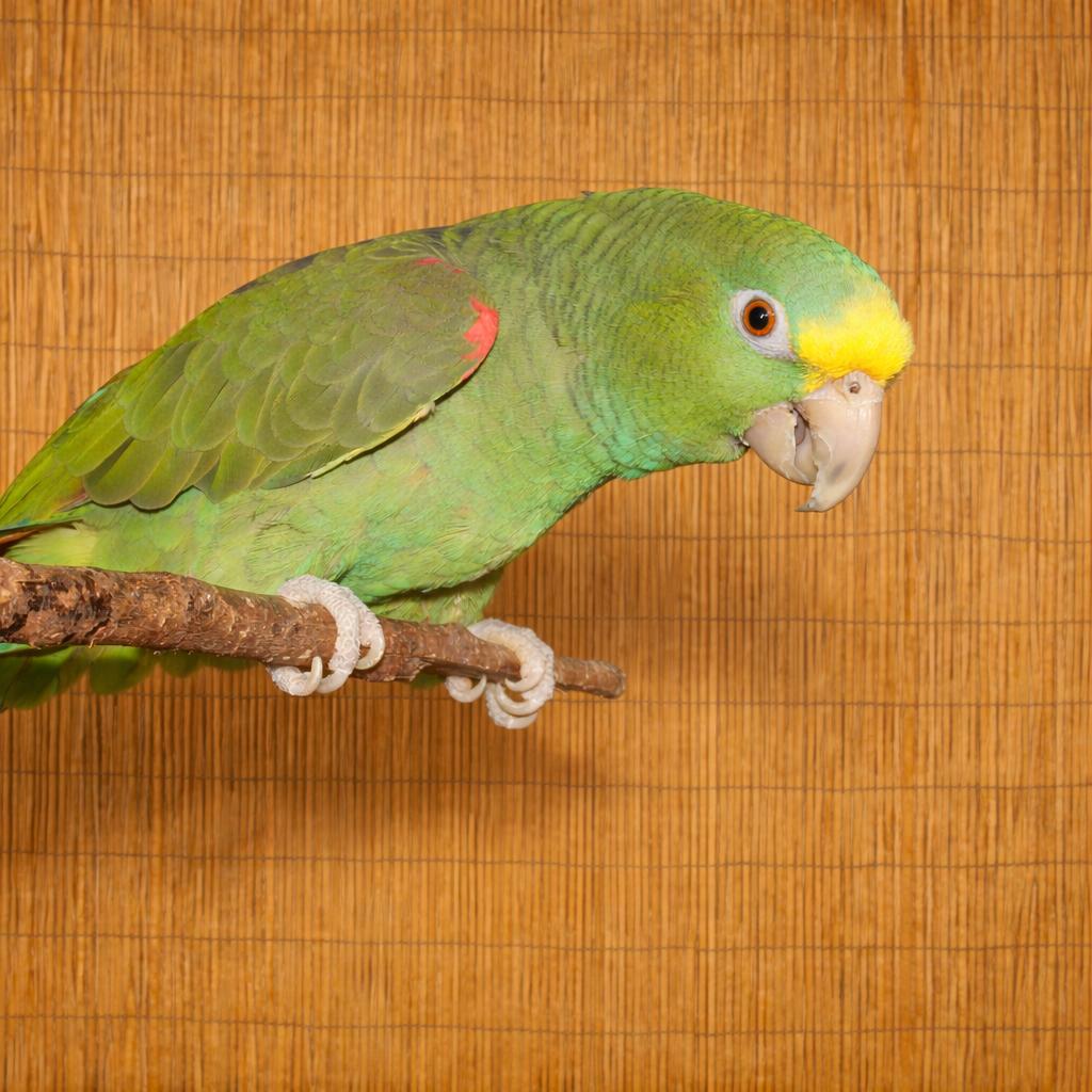 Enlarge Oliver Loves Eddie - 1 of 2 Amazons- View Eddies posting, a ADOPTABLE Amazon in Vancouver, WA image 1/6