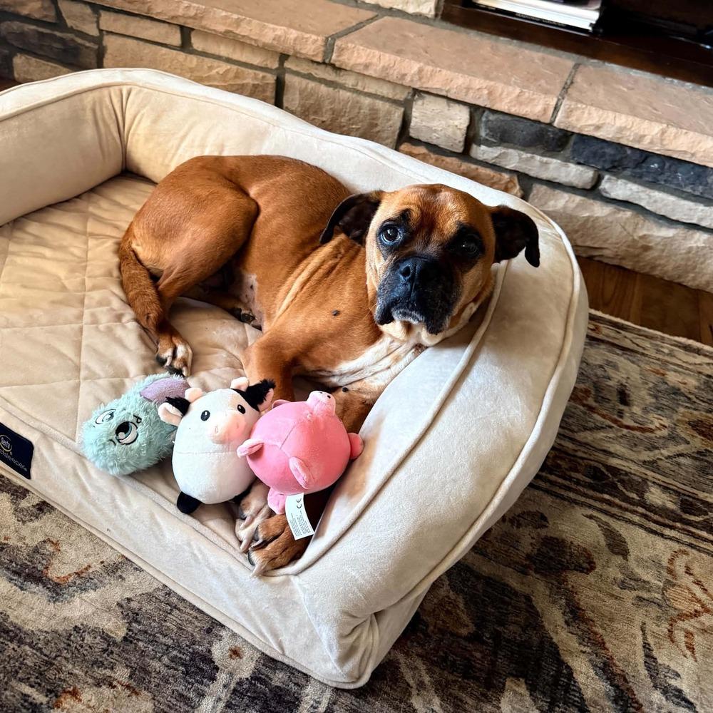Harley, Adoptable, Senior Female Boxer.