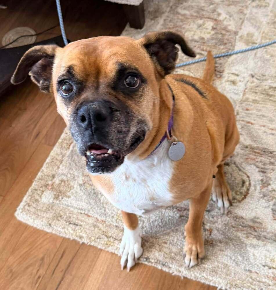 Enlarge Harley, a Adoptable mixed breed in Denver, CO image 2/5