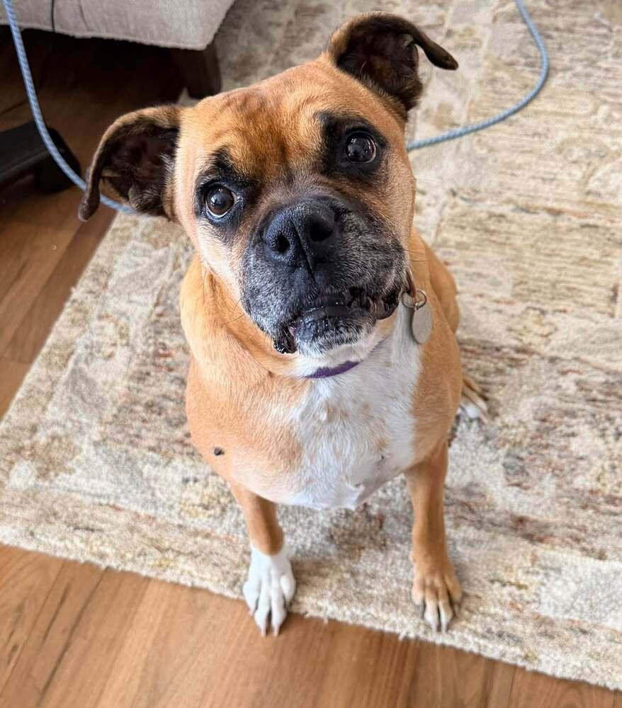 Enlarge Harley, a Adoptable mixed breed in Denver, CO image 4/5