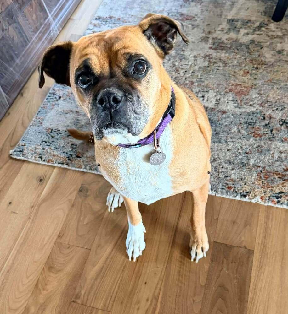 Enlarge Harley, a Adoptable mixed breed in Denver, CO image 5/5