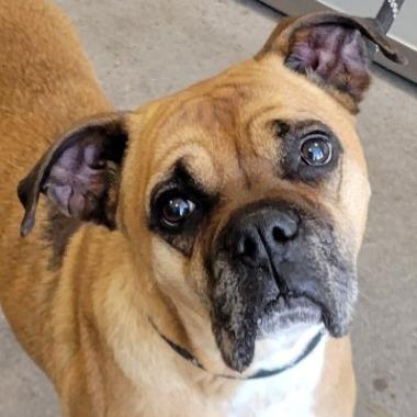 Harley, a Adoptable mixed breed in Denver, CO image 2/3