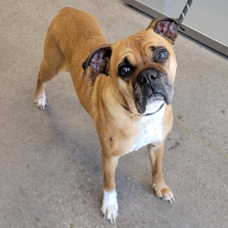 Harley, a Adoptable mixed breed in Denver, CO image 3/3