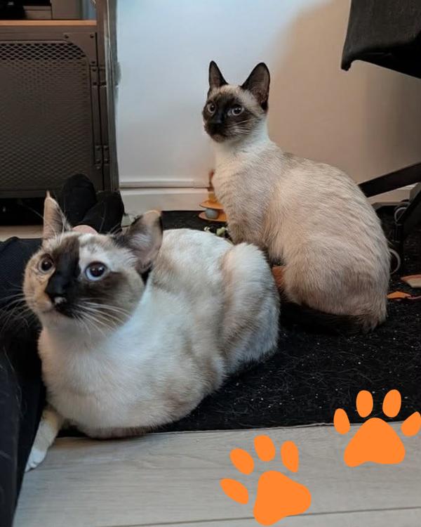 Vickie 308650 and Max Mayfield 308649, Adopted, Young Female Siamese.