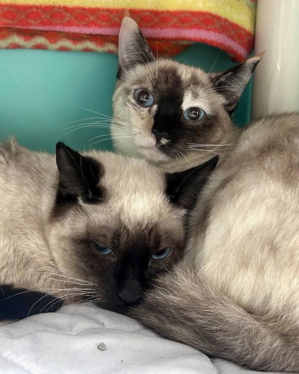 Vickie 308650 and Max Mayfield 308649, Adopted, Young Female Siamese.