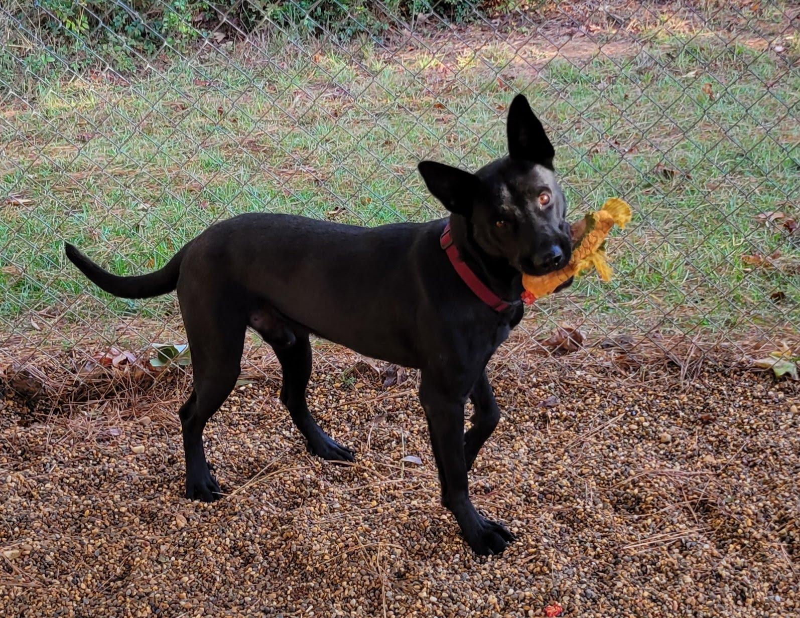 John Wick, Adoptable, Adult Male Shepherd.