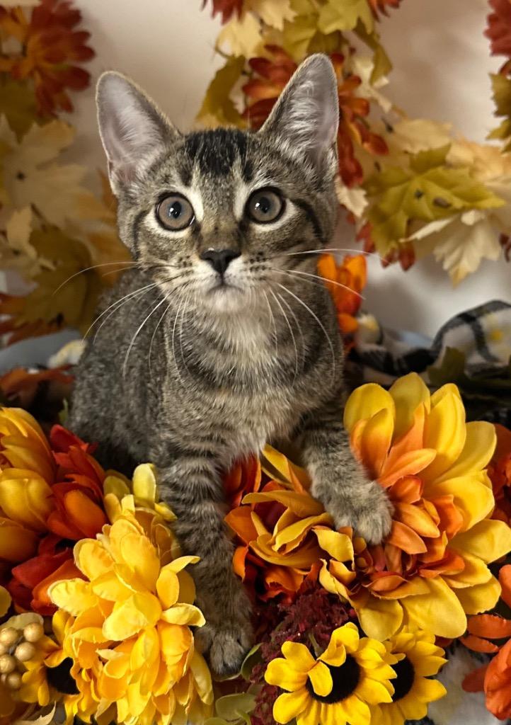 7/11/25 - Emma, Adopted, Young Female Domestic Short Hair.