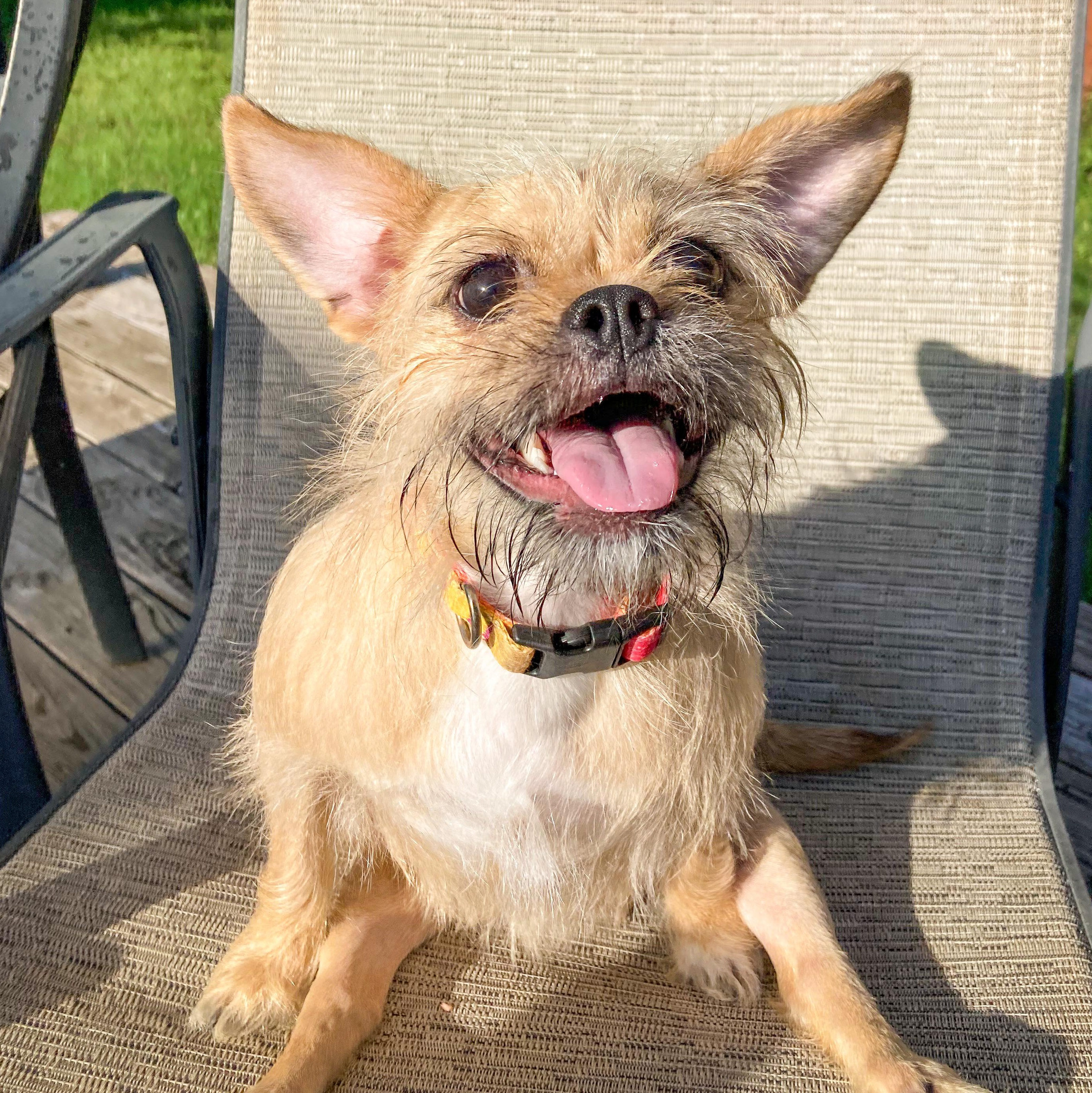 Quinn, Young Female Terrier