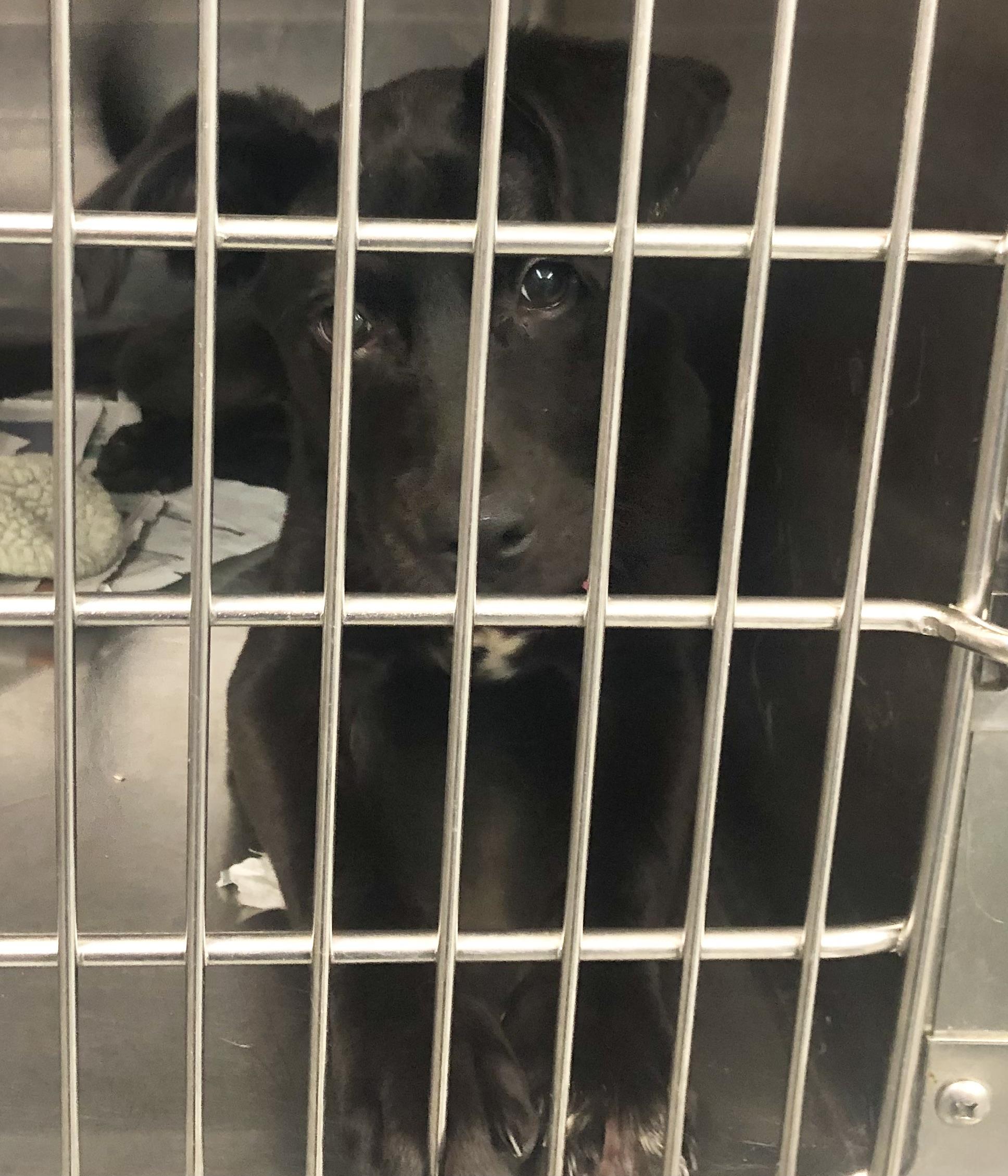 Enlarge Chirp, an adopted mixed breed in Parma, OH image 1/1