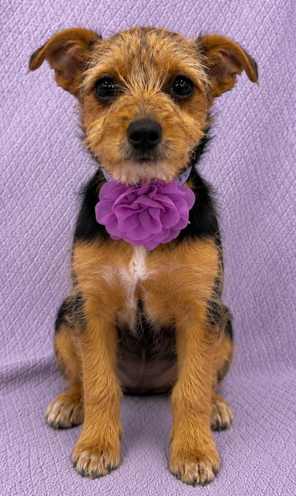 Enlarge Avery, an adopted mixed breed in Lodi, CA image 4/5
