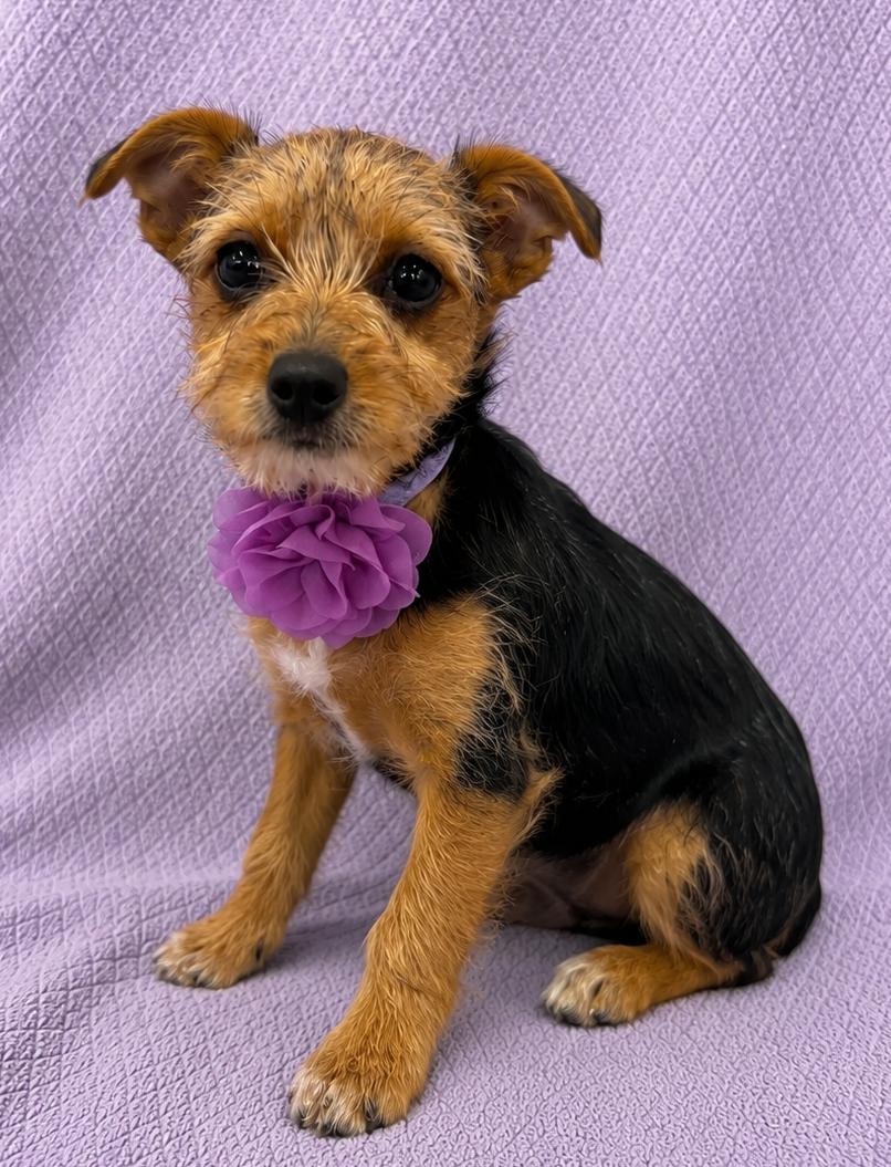 Enlarge Avery, an adopted mixed breed in Lodi, CA image 5/5