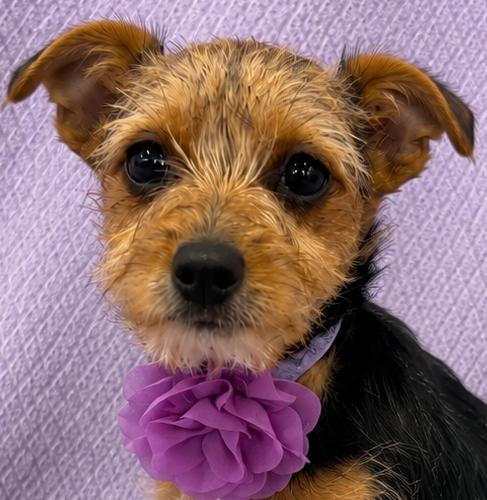Enlarge Avery, an adopted mixed breed in Lodi, CA image 2/5